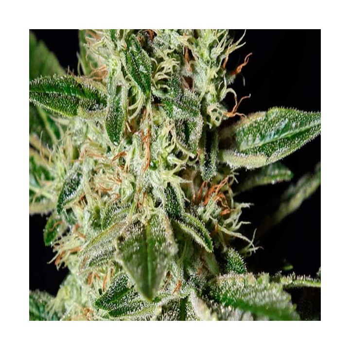 Ladyburn 1974 Feminizada de Green House