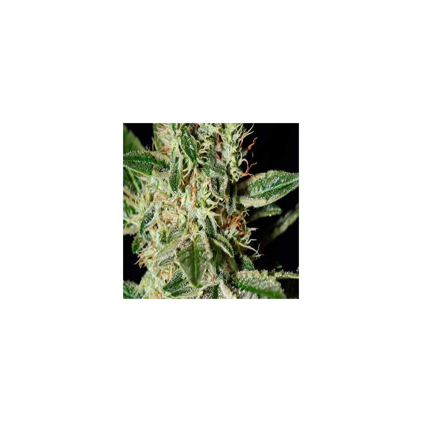 Ladyburn 1974 Feminizada de Green House