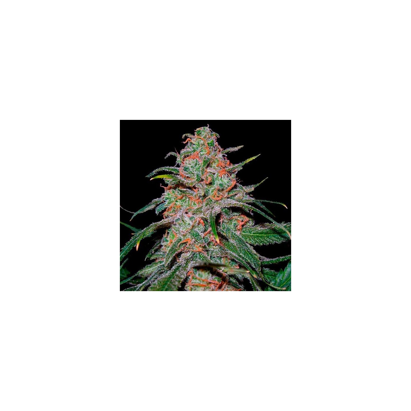 Lemon Skunk Feminizada de Green House