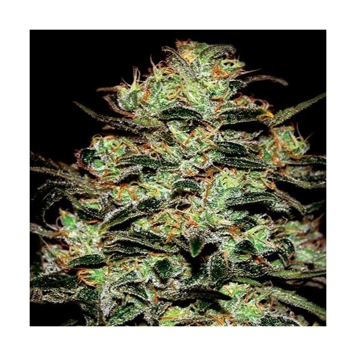 Moby Dick Feminizada de Green House