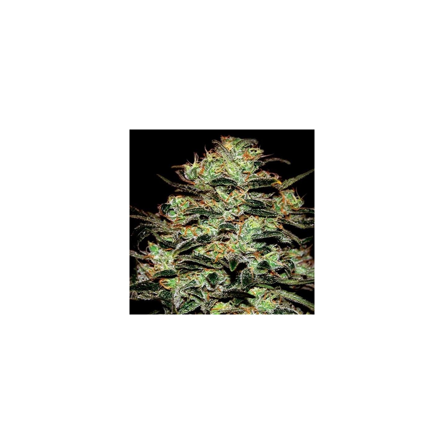 Moby Dick Feminizada de Green House