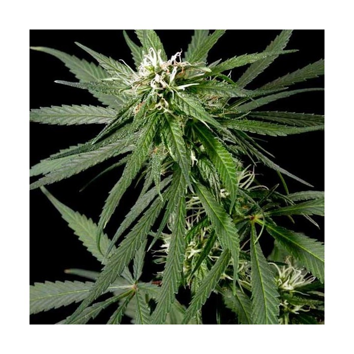 Neville's Haze Feminizada de Green House
