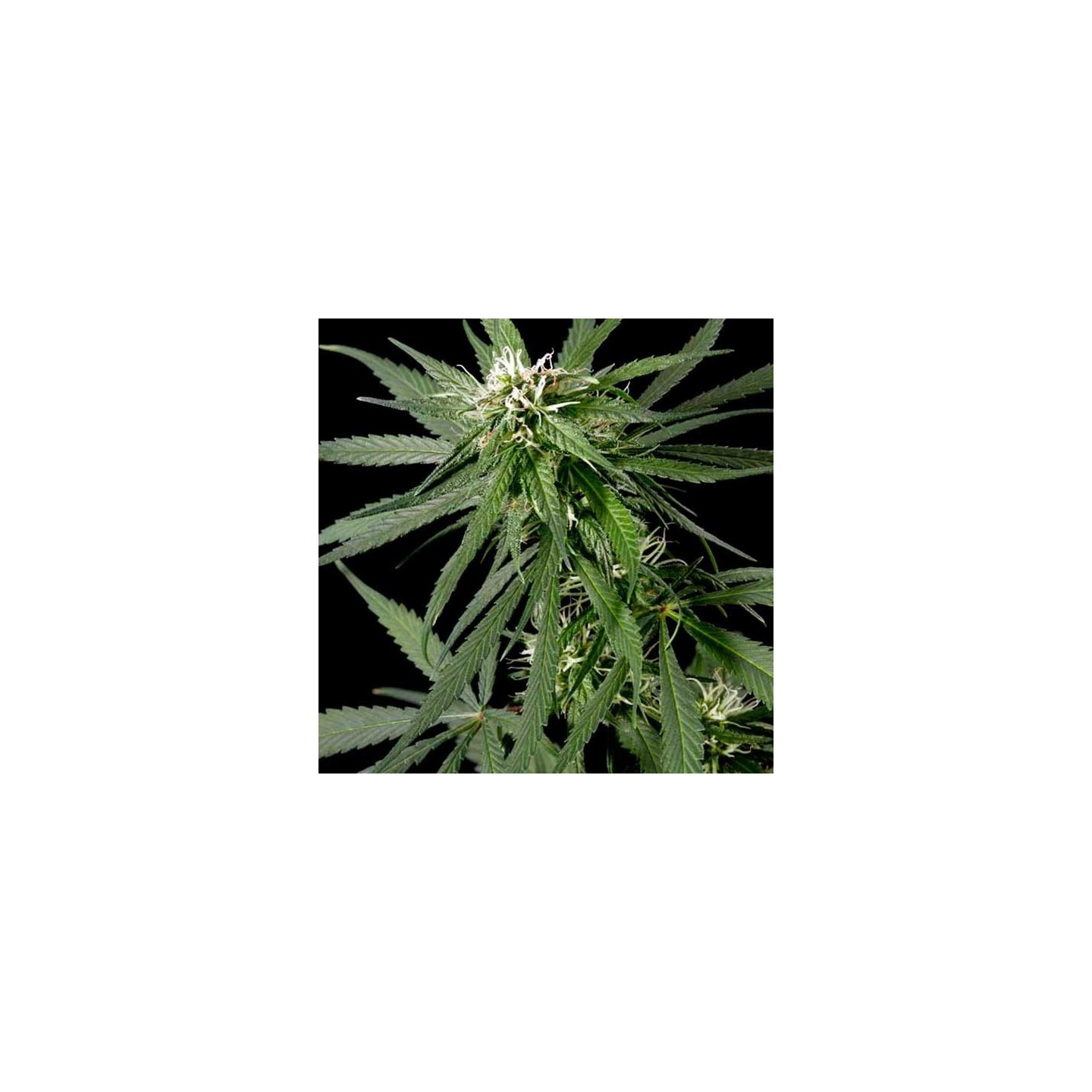 Neville's Haze Feminizada de Green House