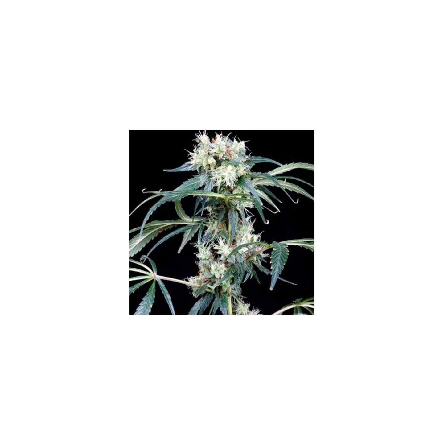 NL5 Haze Mist Feminizada de Green House