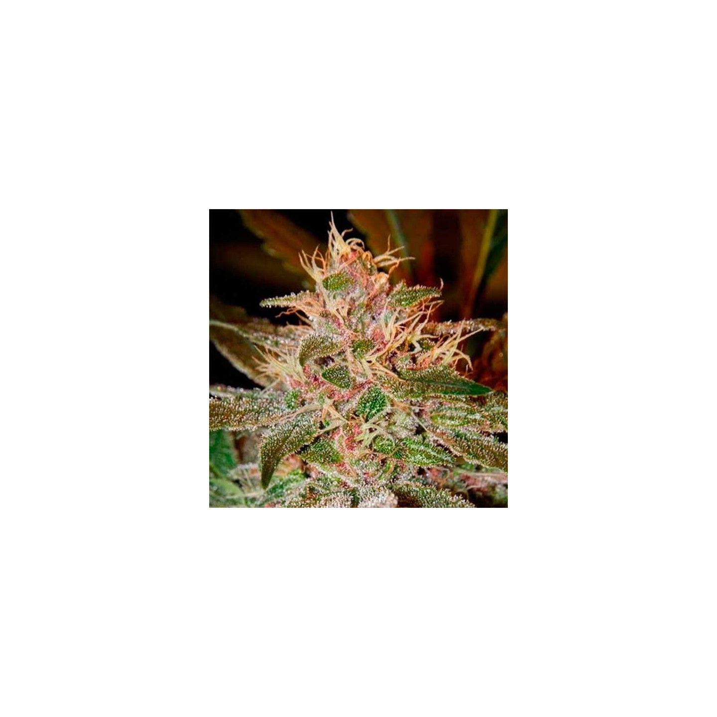Pure Kush Feminizada de Green House