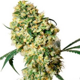 Super Bud Feminizada de Green House