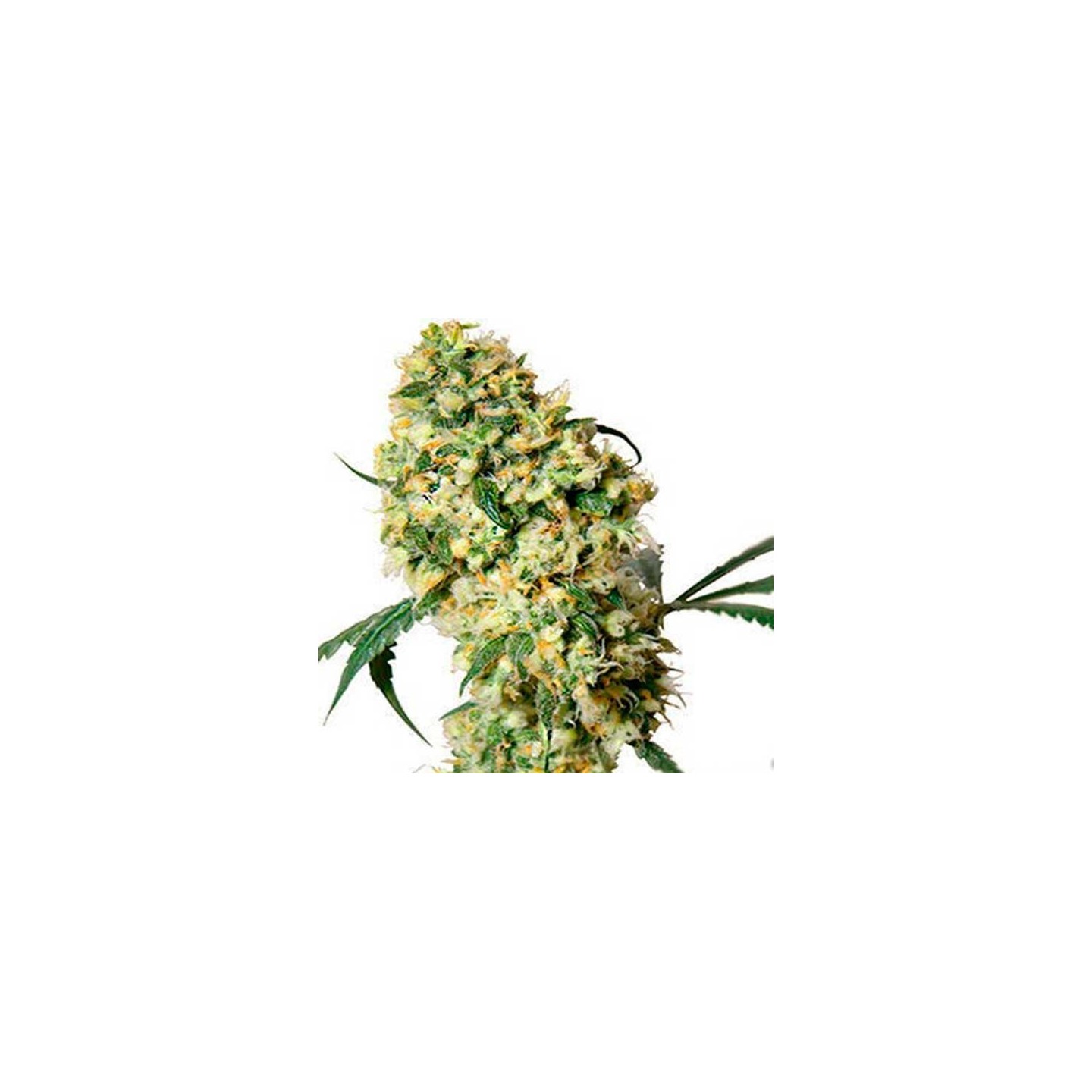Super Bud Feminizada de Green House