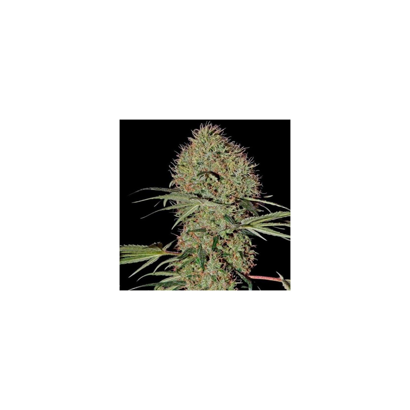 Super Bud Autofloreciente Feminizada de Green House