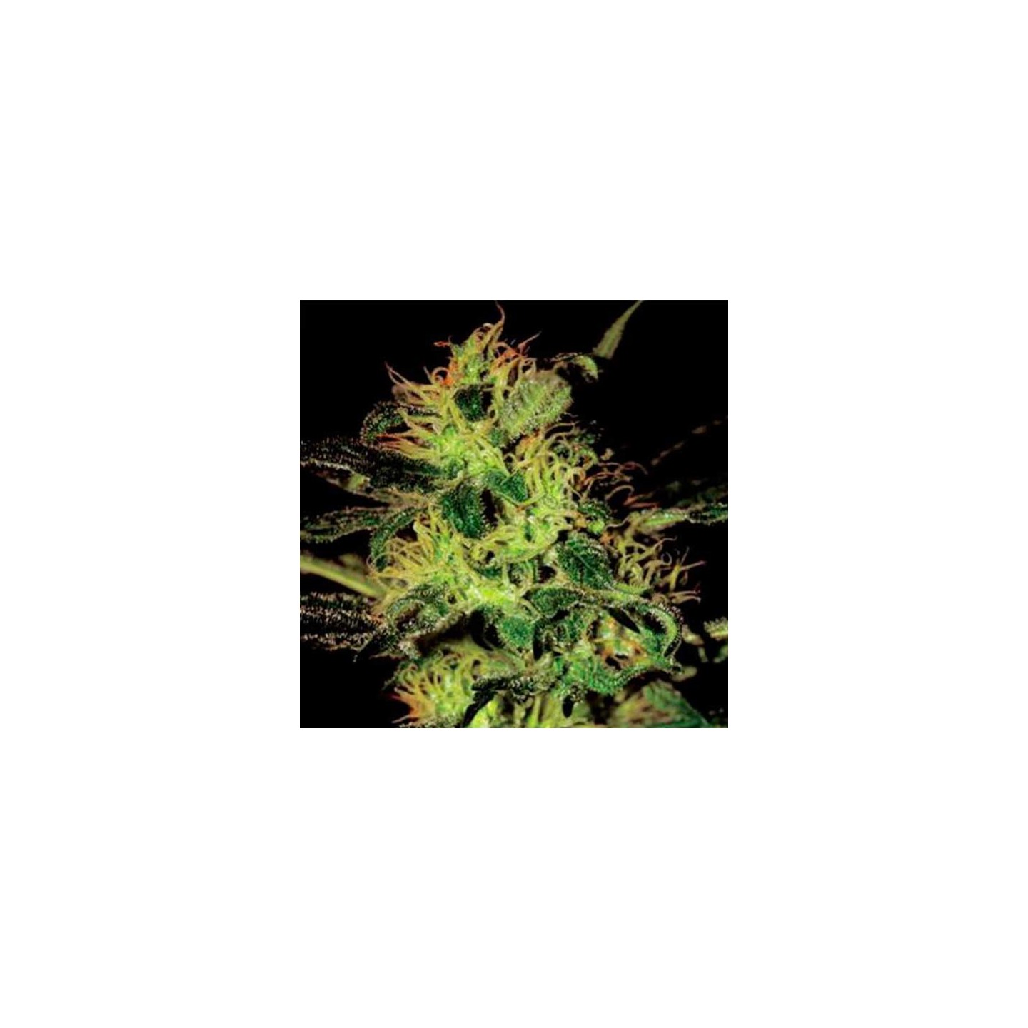 Super Critical Feminizada de Green House