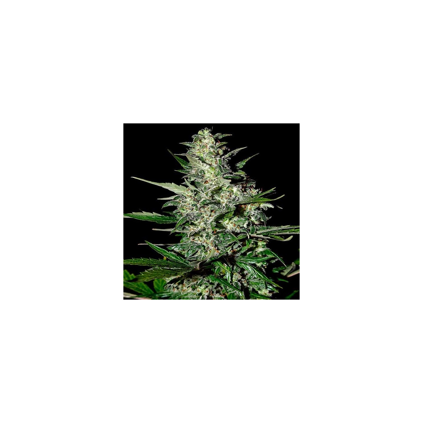 Super Critical Autofloreciente Feminizada de Green House