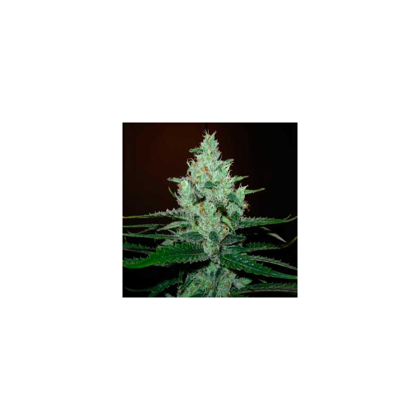 Super Lemon Haze Feminizada de Green House