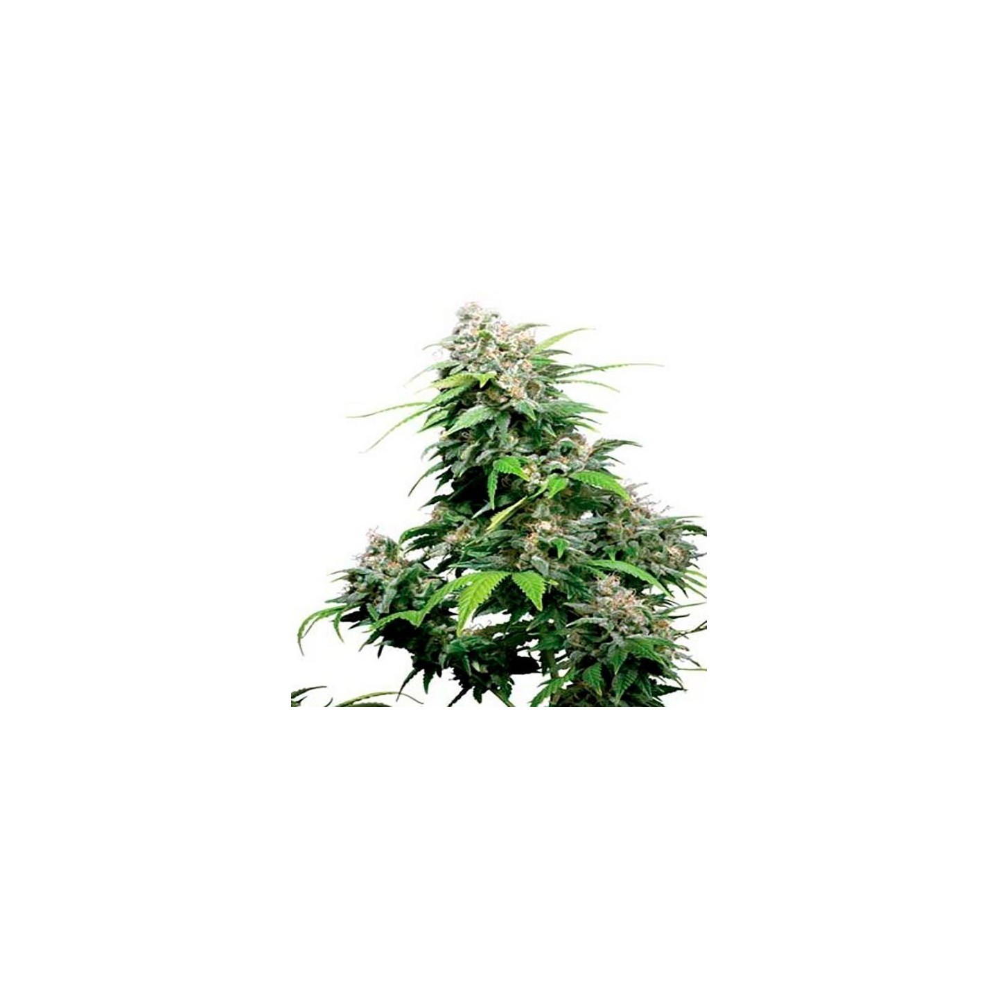 California Dream Feminizada de Mandala Seeds