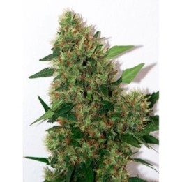 Chill-Om Regular de Mandala Seeds