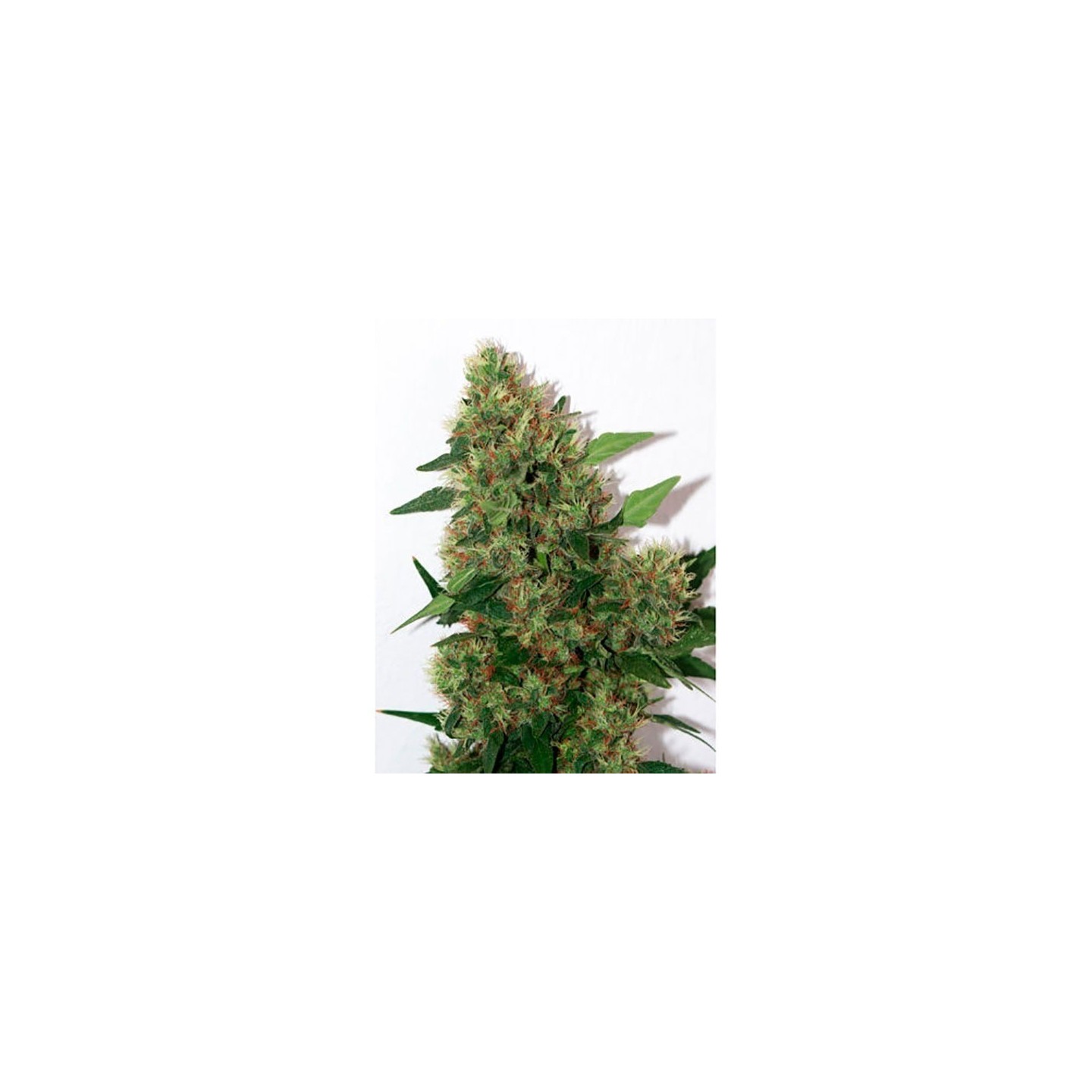 Chill-Om Regular de Mandala Seeds