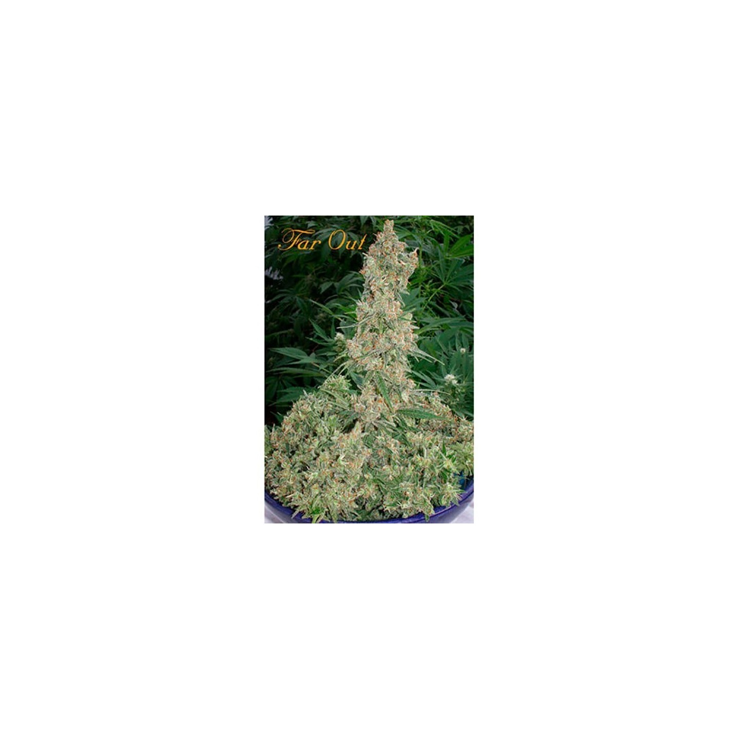Far Out Feminizada de Mandala Seeds