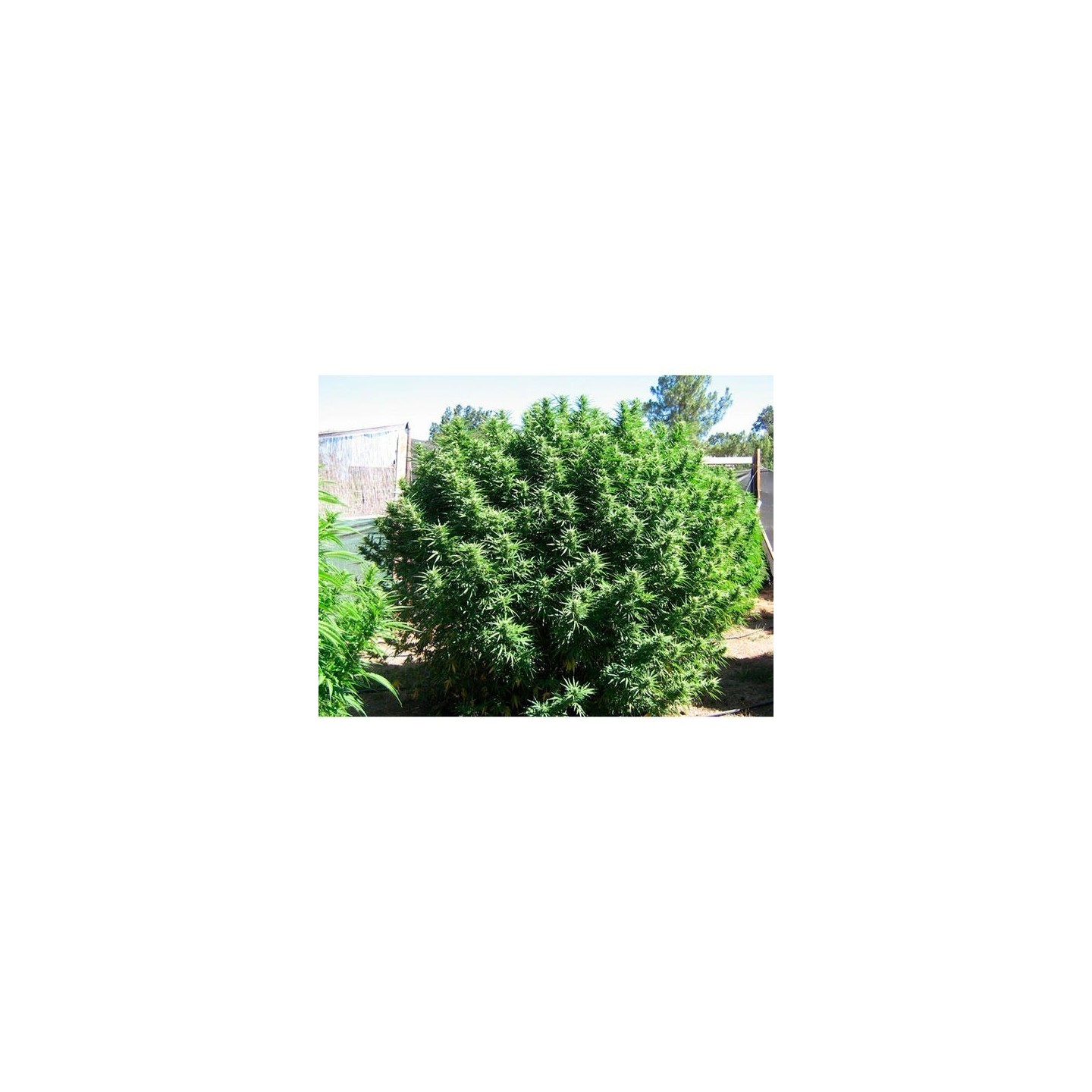 Fruitylicious Feminizada de Mandala Seeds