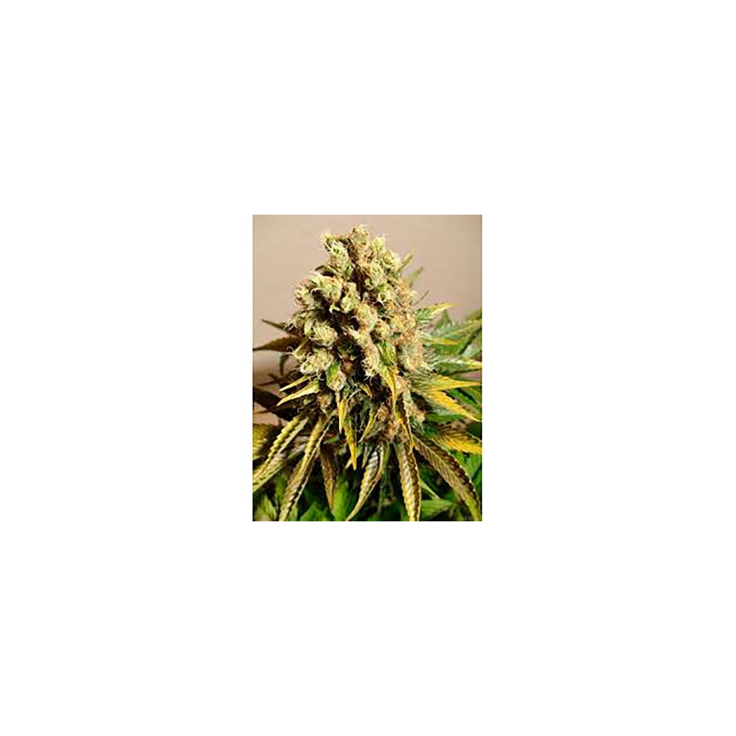 Ganesh V Regular de Mandala Seeds
