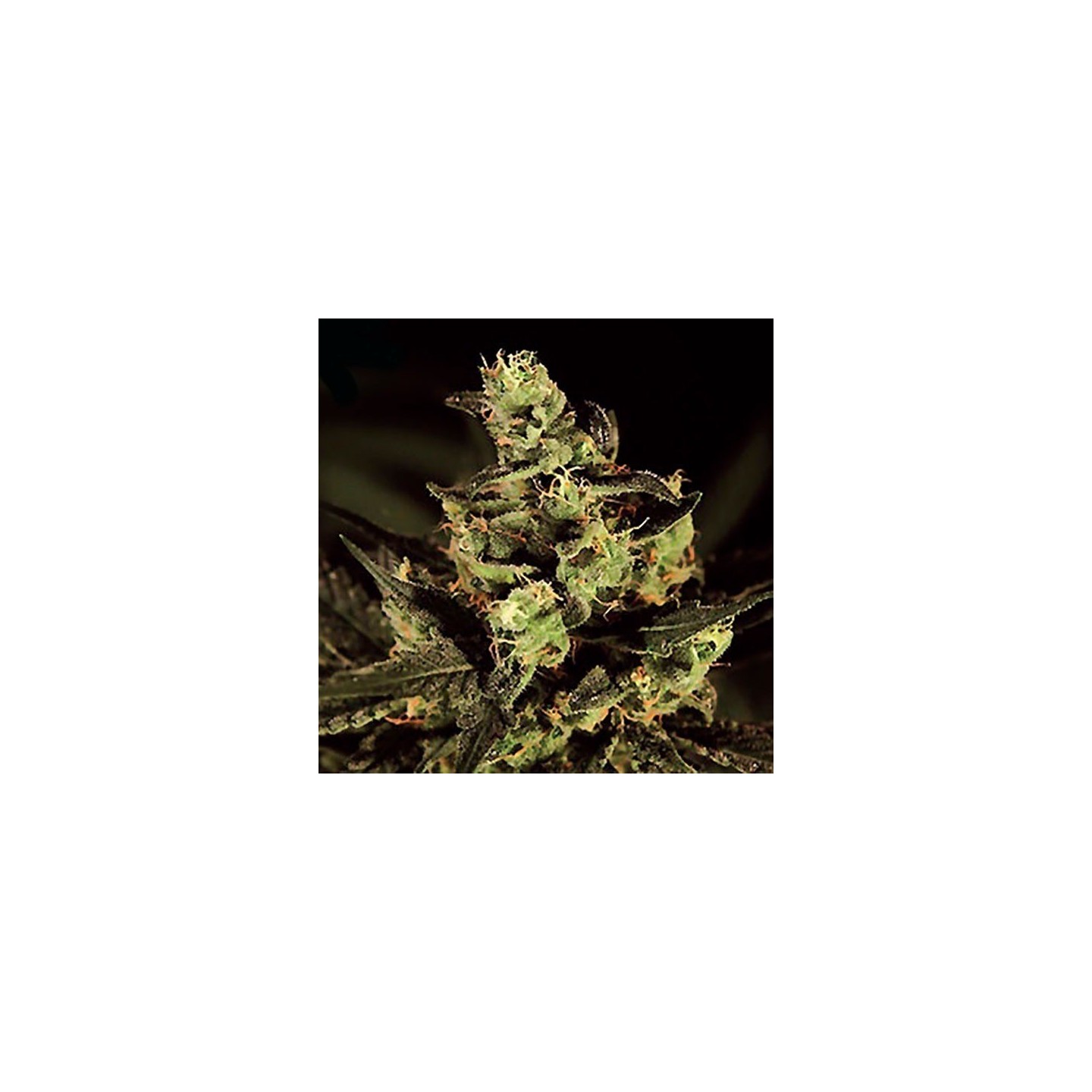Hubble Bubble Feminizada de Mandala Seeds