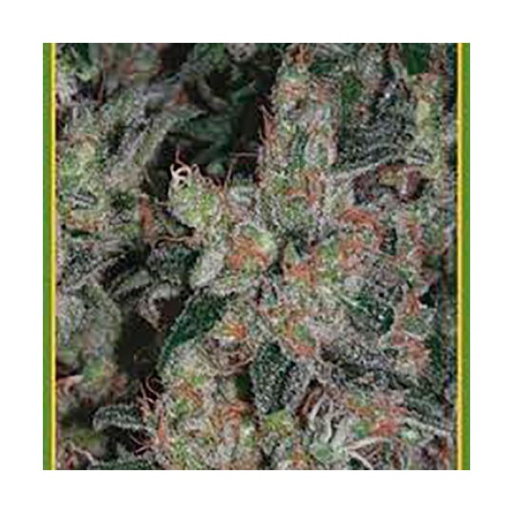 Kalichakra Regular de Mandala Seeds