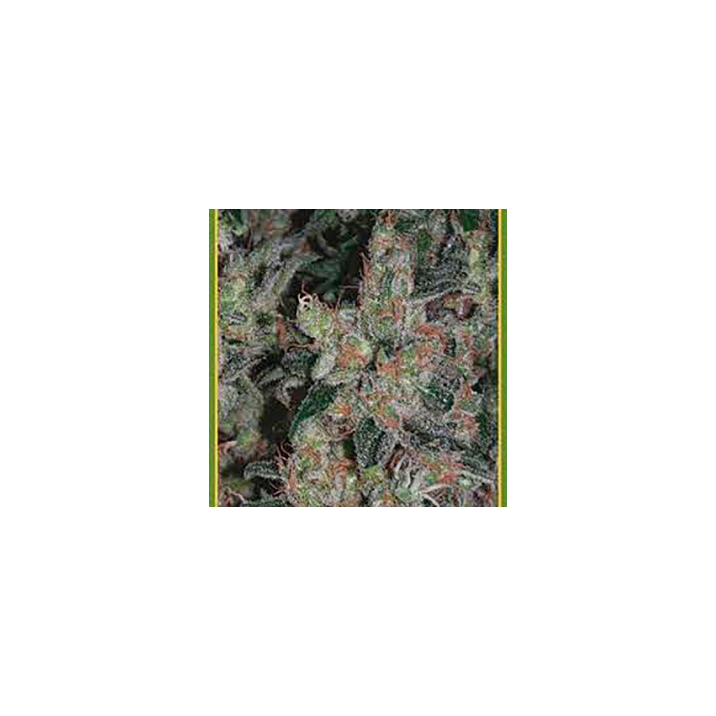 Kalichakra Regular de Mandala Seeds