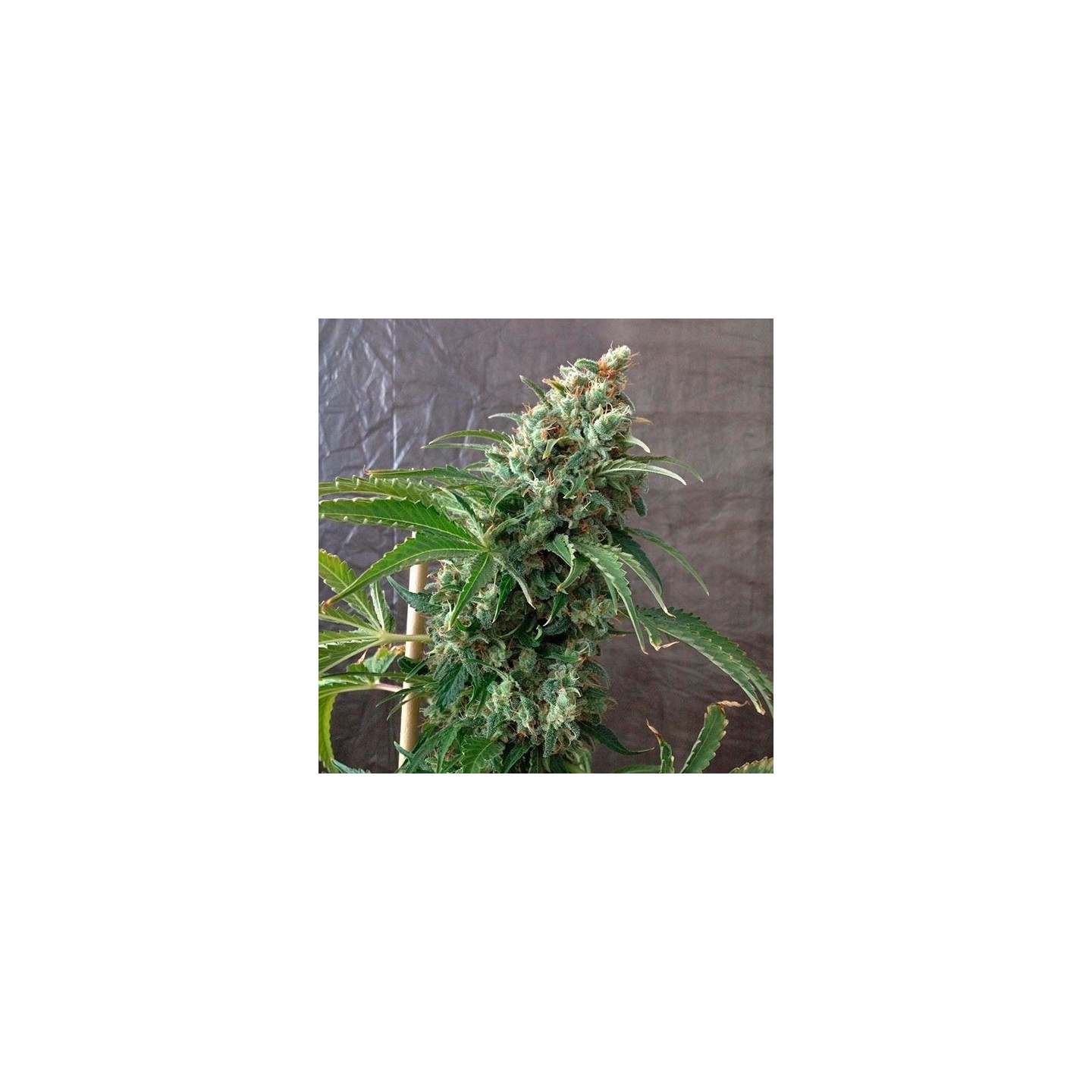 Krystalica Regular de Mandala Seeds