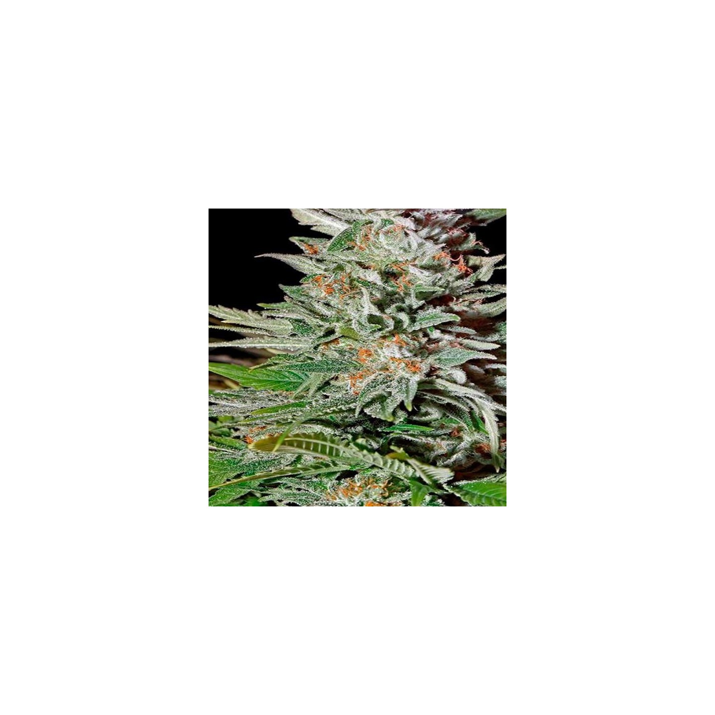 Super Lemon Haze Autofloreciente Feminizada de Green House