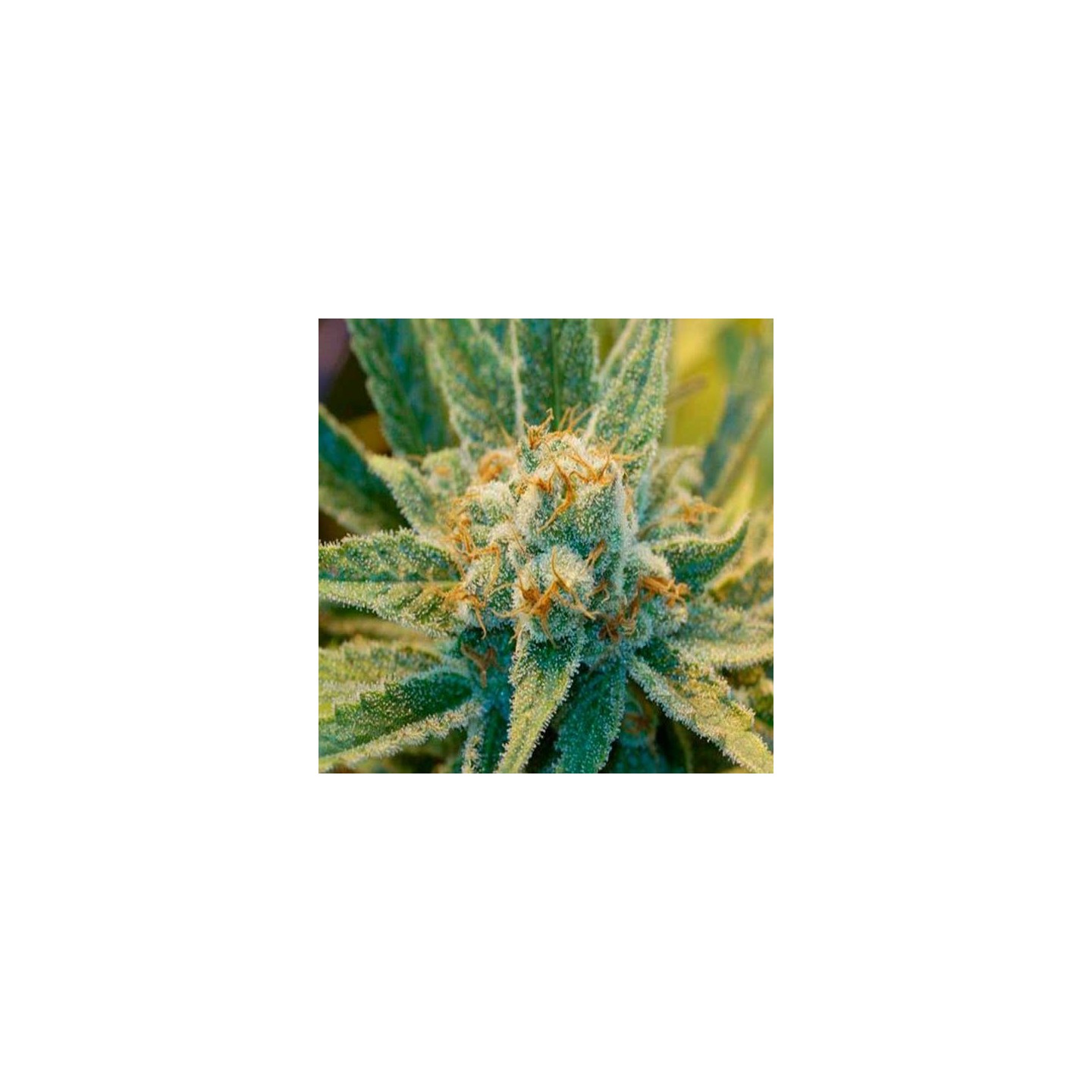 Super Silver Haze Feminizada de Green House