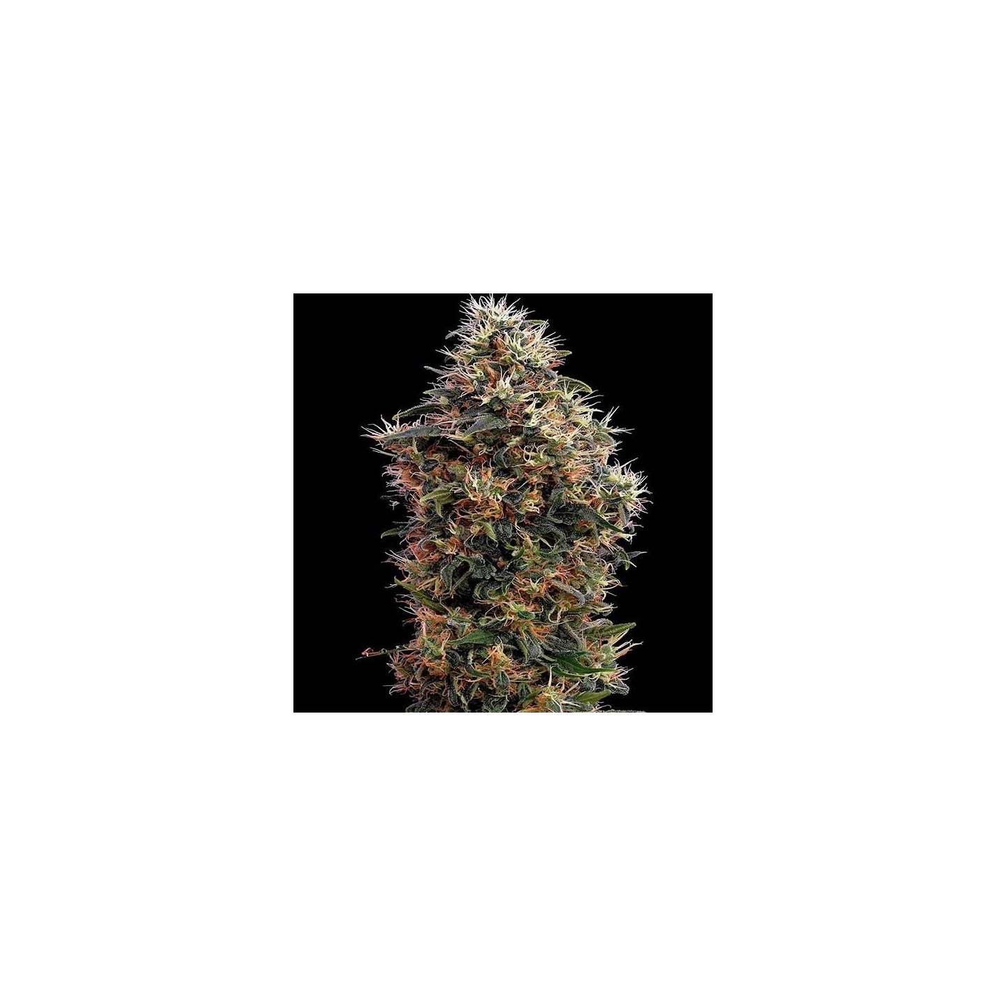 Sweet Mango Autofloreciente Feminizada de Green House