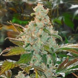 The Cheese Feminizada de Green House