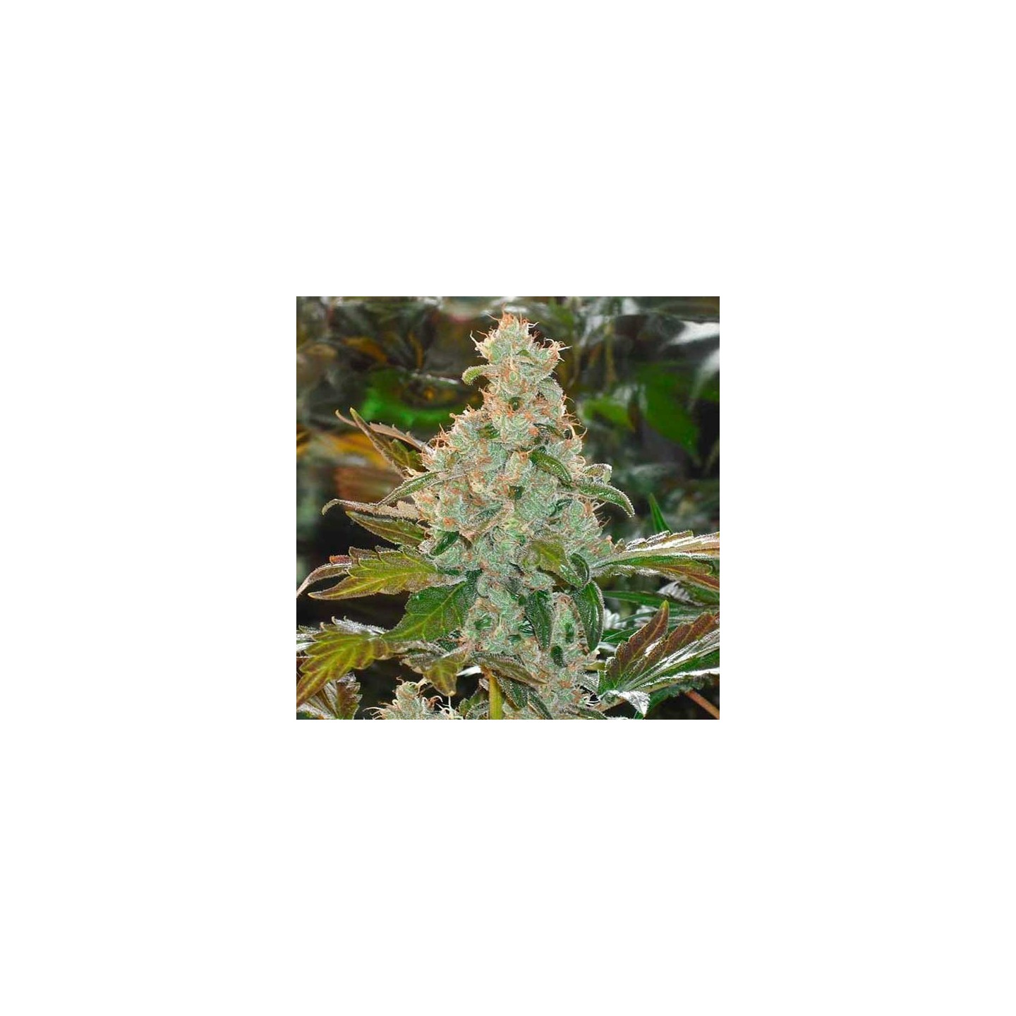 The Cheese Feminizada de Green House