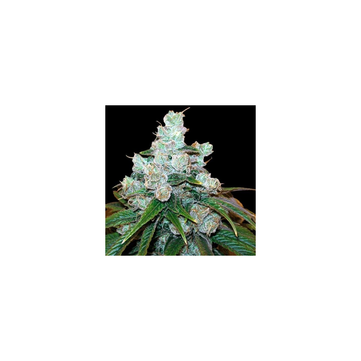 Trainwreck Feminizada de Green House