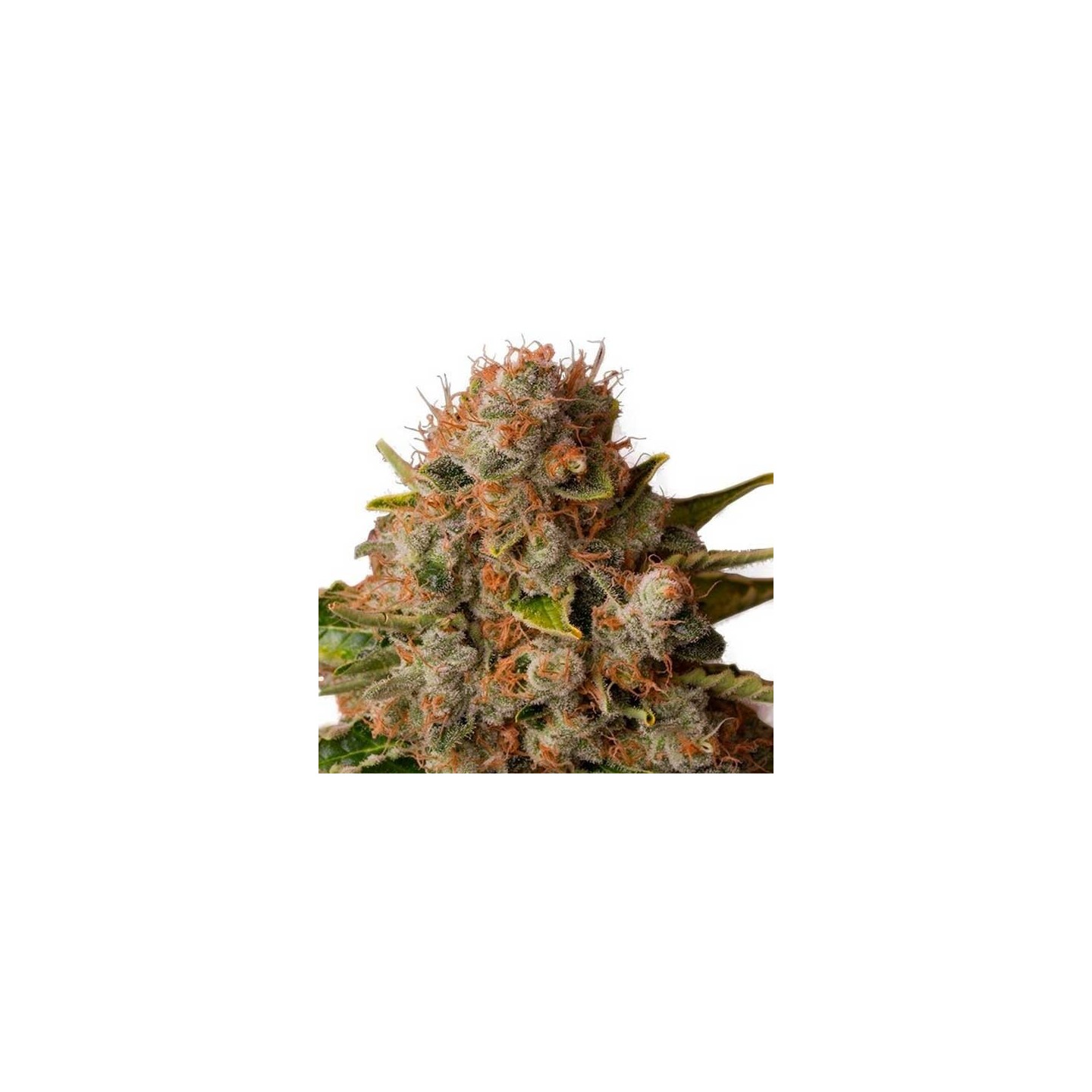White Widow Feminizada de Green House