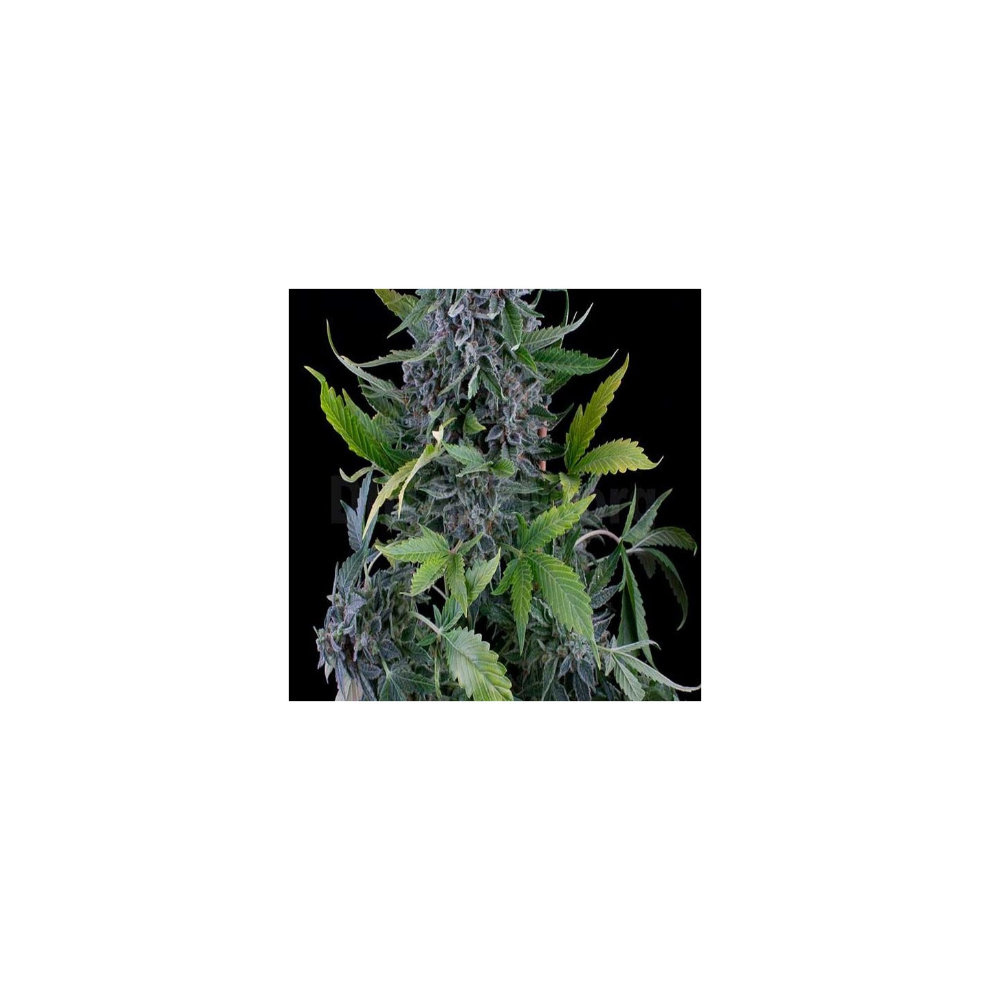 White Widow Autofloreciente Feminizada de Green House