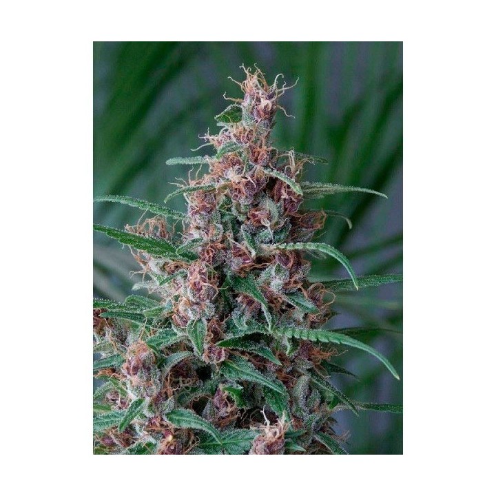 Mandala 1 Regular de Mandala Seeds