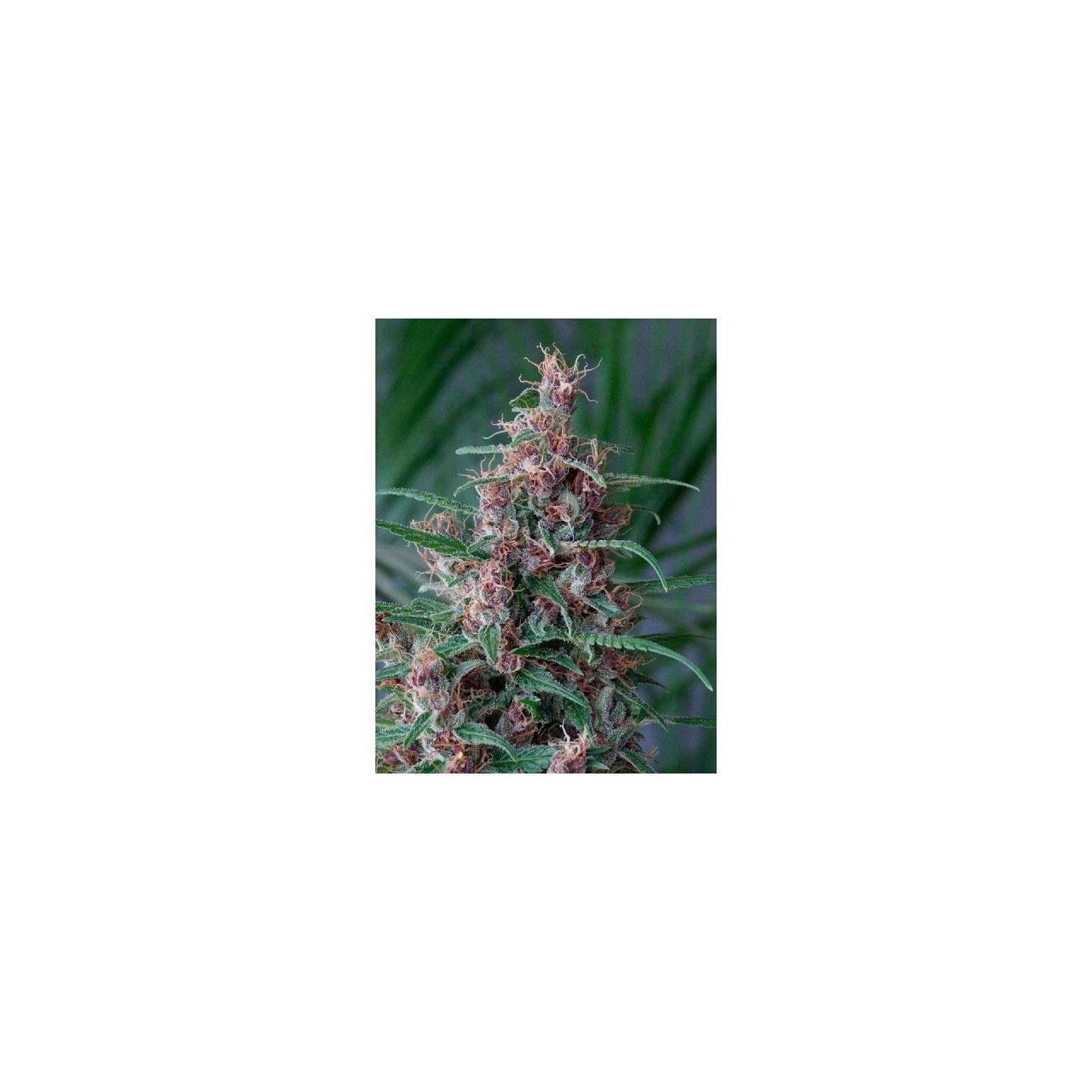 Mandala 1 Regular de Mandala Seeds