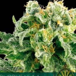 Bubble Yum Feminizada de Vision Seeds