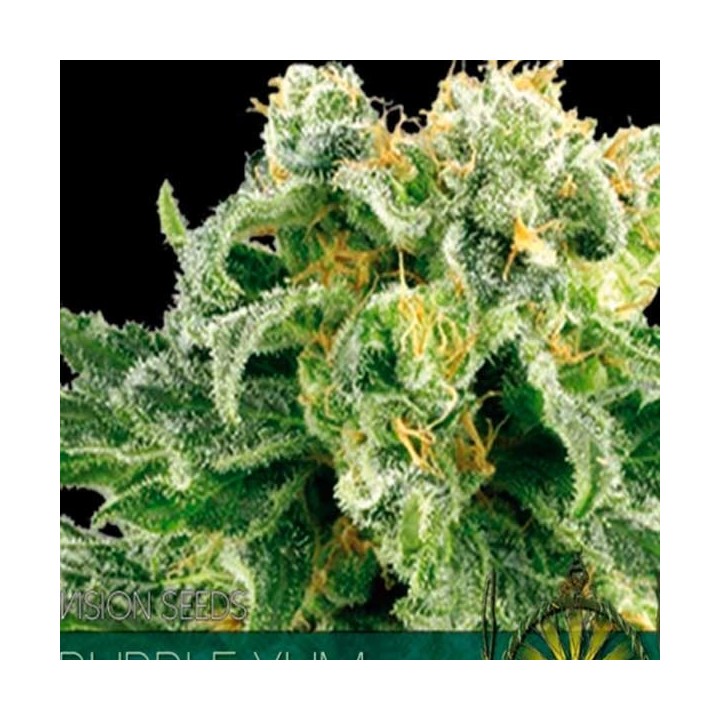 Bubble Yum Feminizada de Vision Seeds