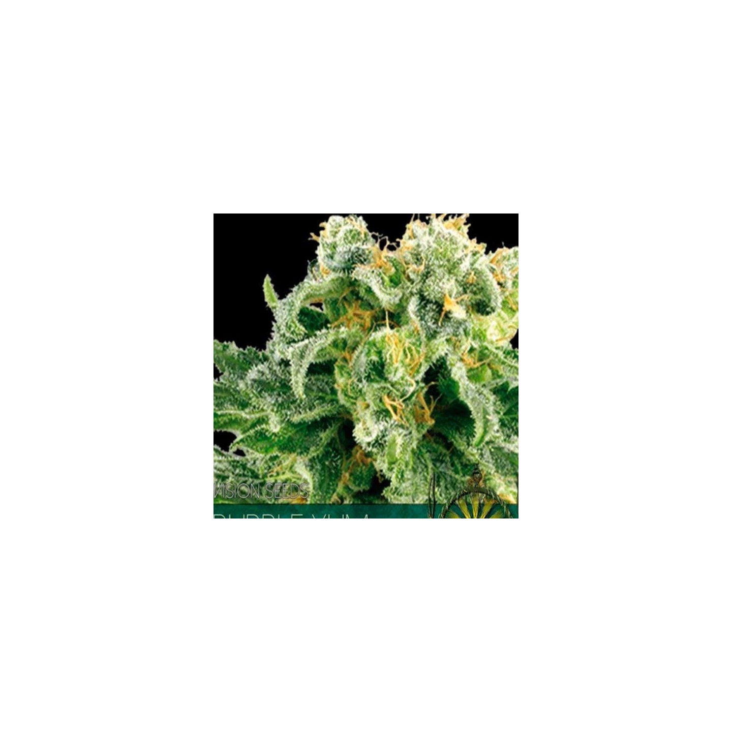 Bubble Yum Feminizada de Vision Seeds