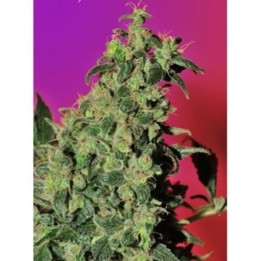 Point Of No Return Regular de Mandala Seeds
