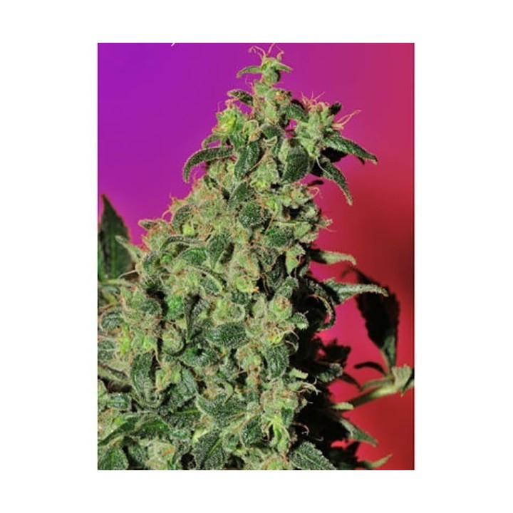 Point Of No Return Regular de Mandala Seeds