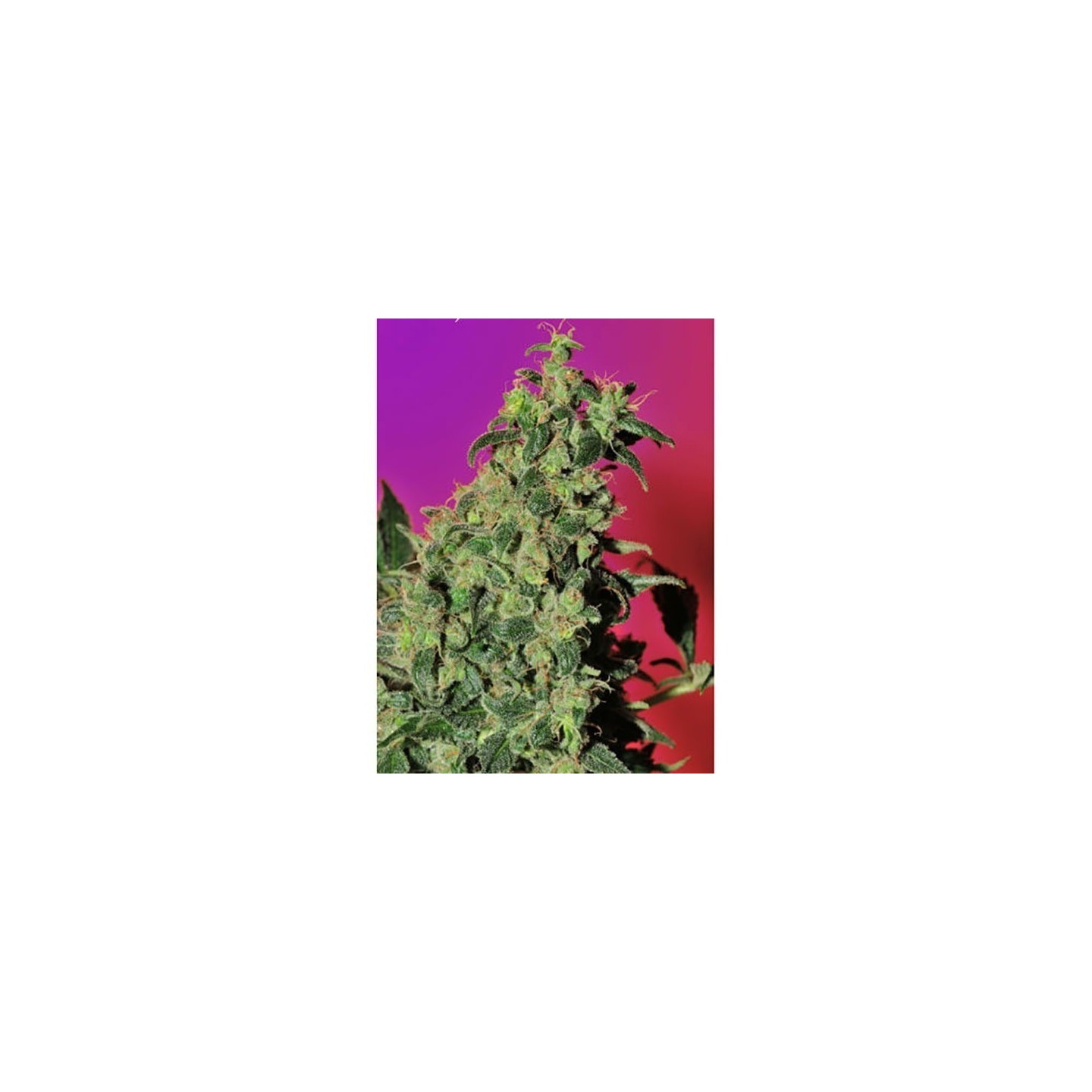 Point Of No Return Regular de Mandala Seeds