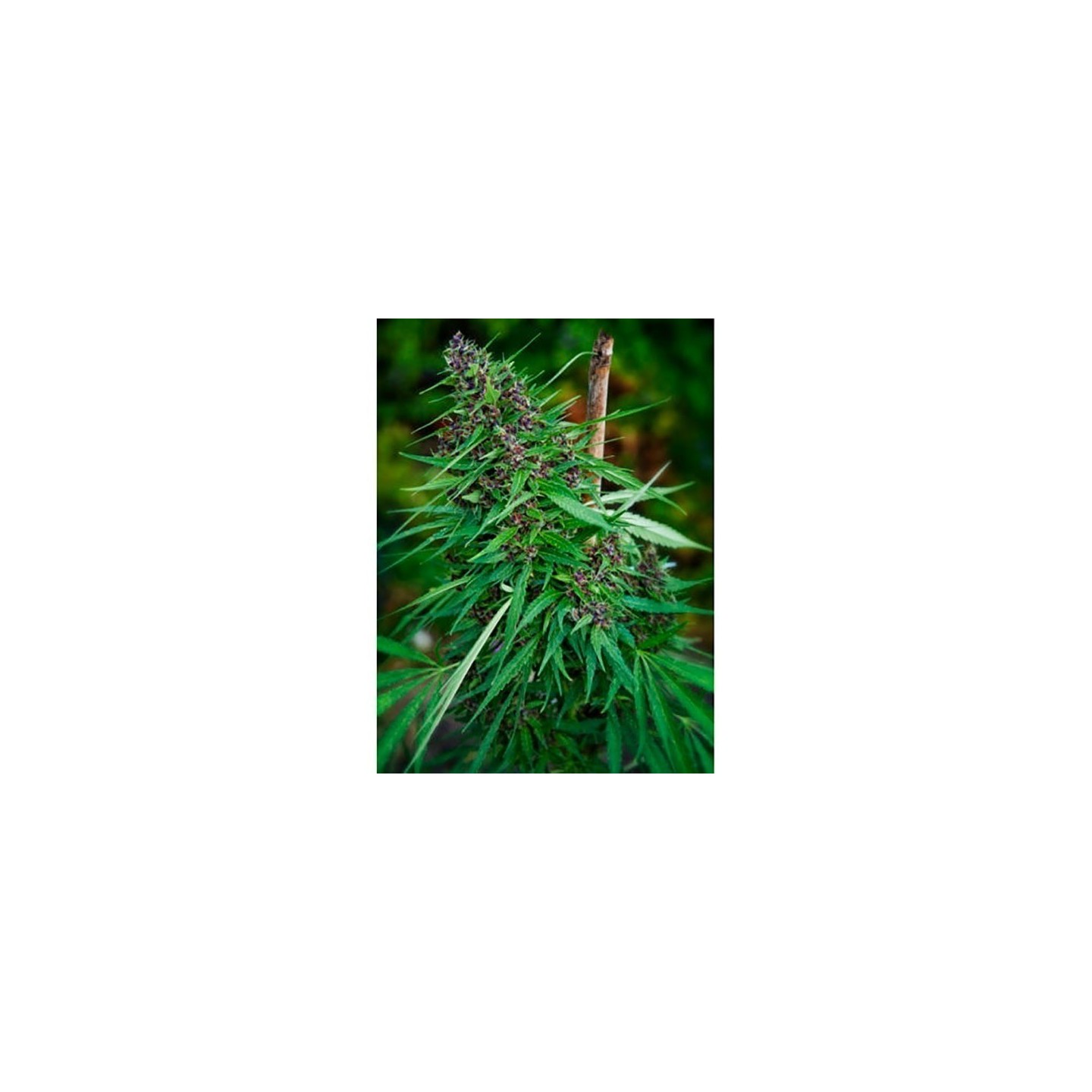 Purple Paro Valley Feminizada de Mandala Seeds