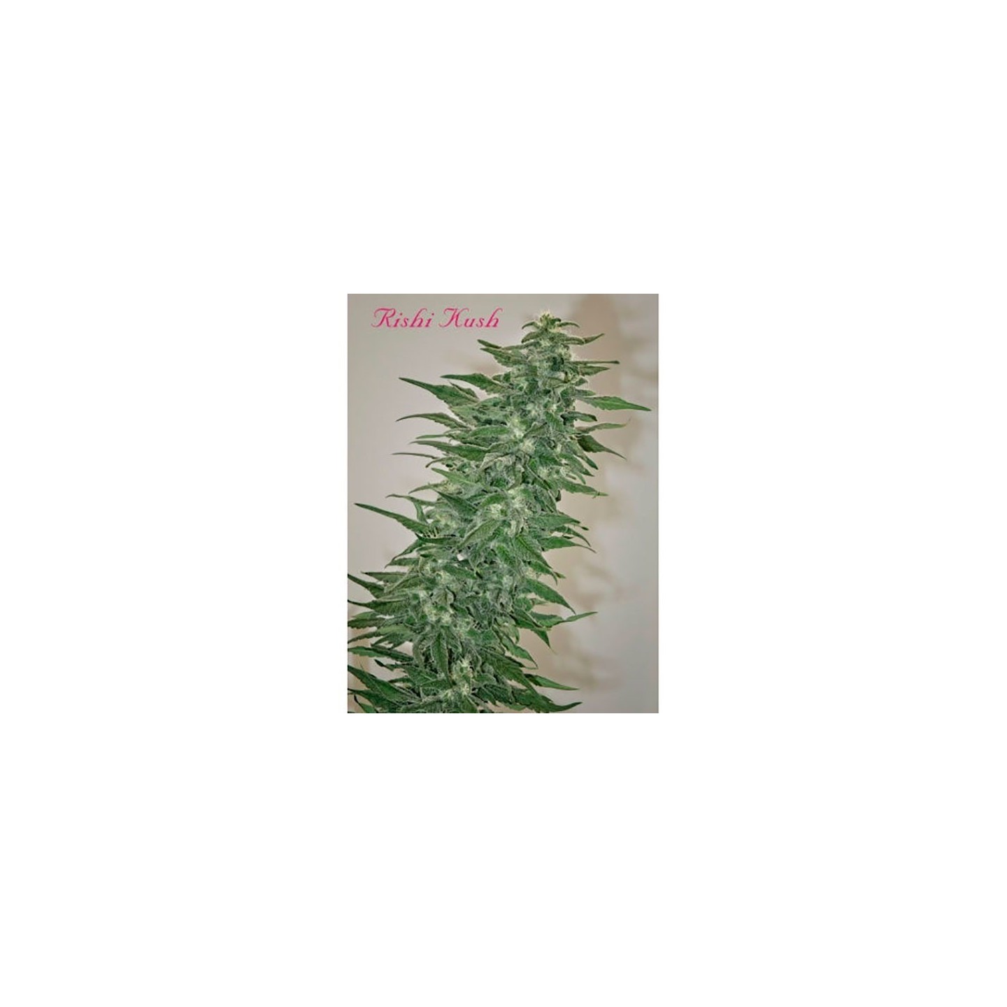 Rishi Kush Regular de Mandala Seeds