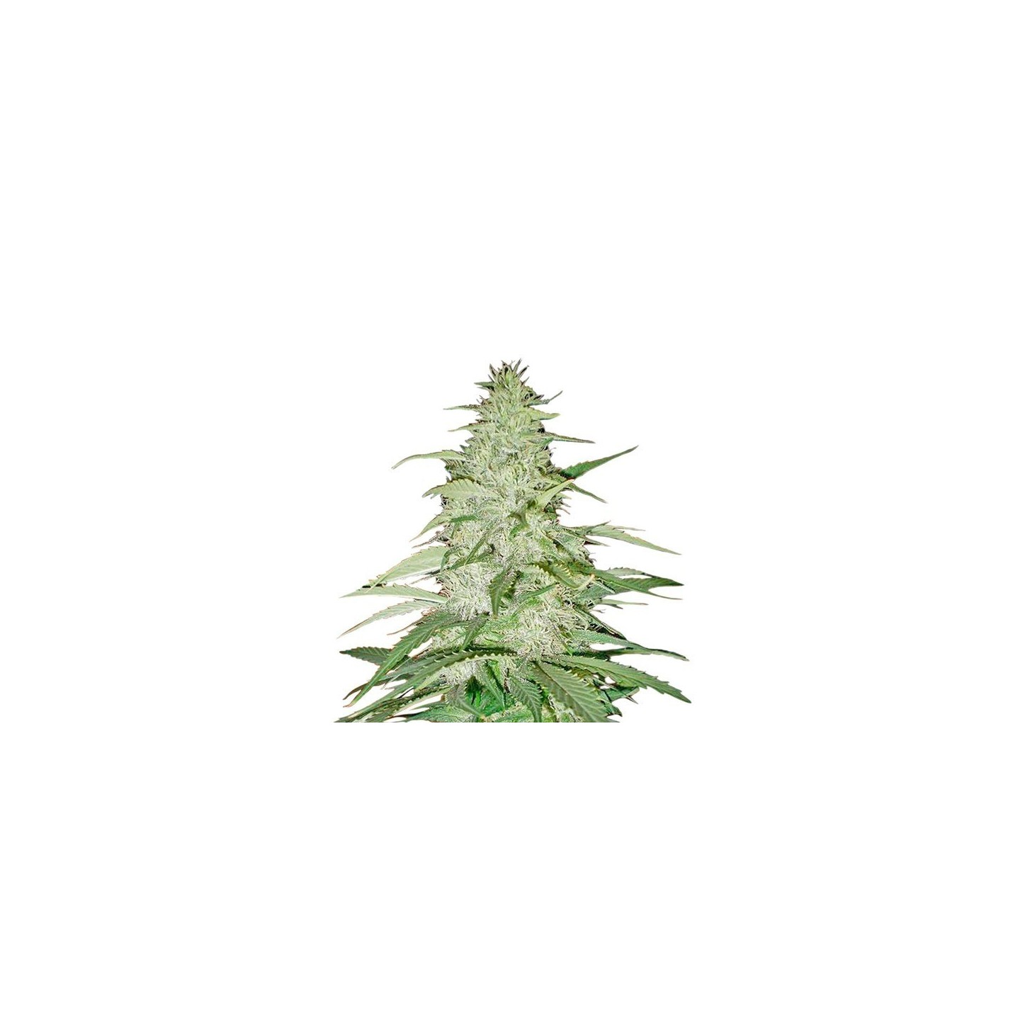 Safari Mix Regular de Mandala Seeds