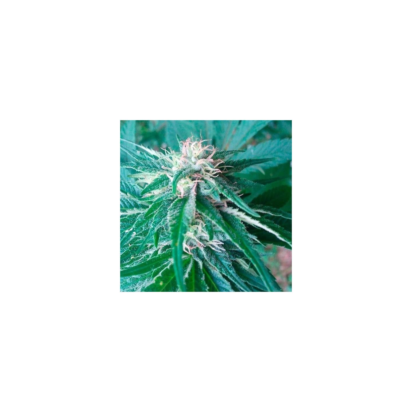 Satori Regular de Mandala Seeds