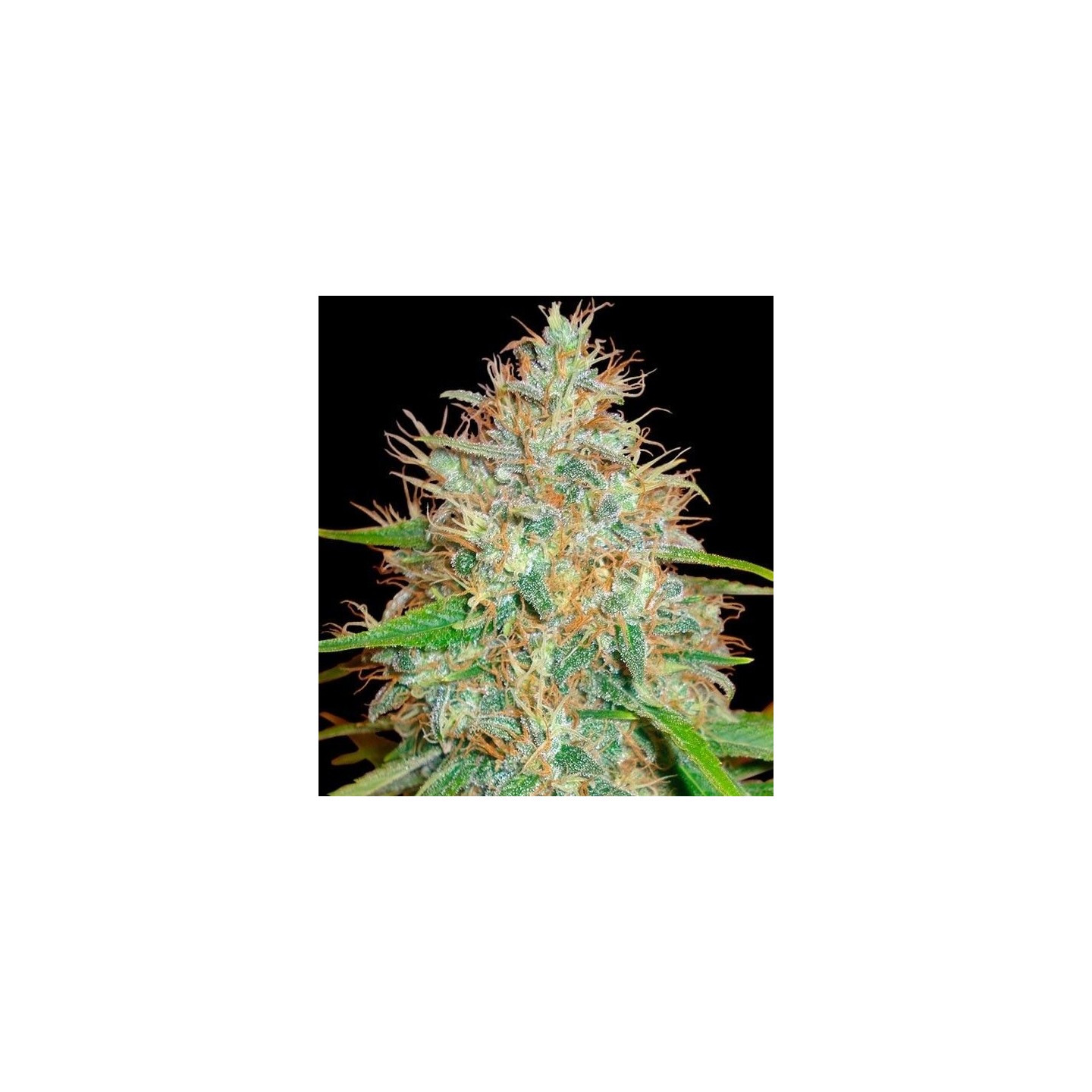 Afghan Kush Ryder Autofloreciente Feminizada de World Of Seeds