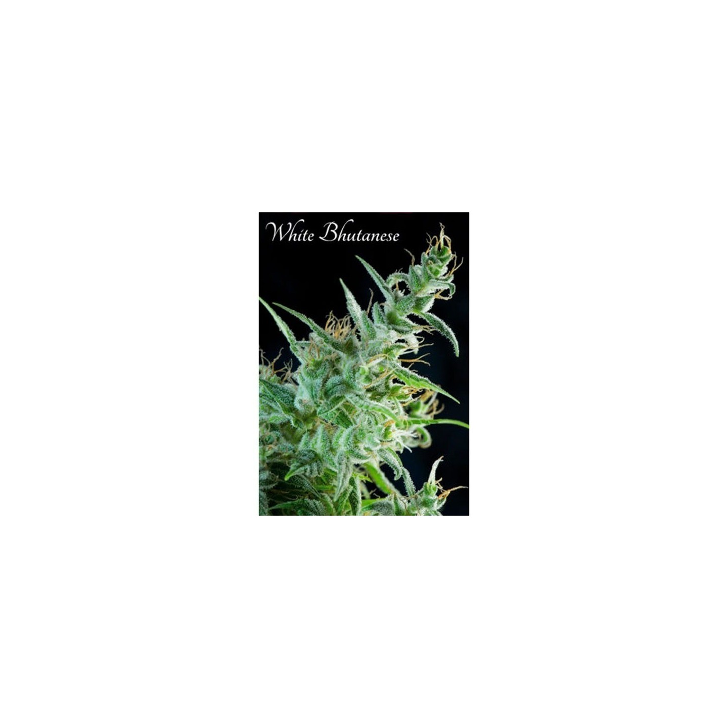 White Bhutanese Feminizada de Mandala Seeds
