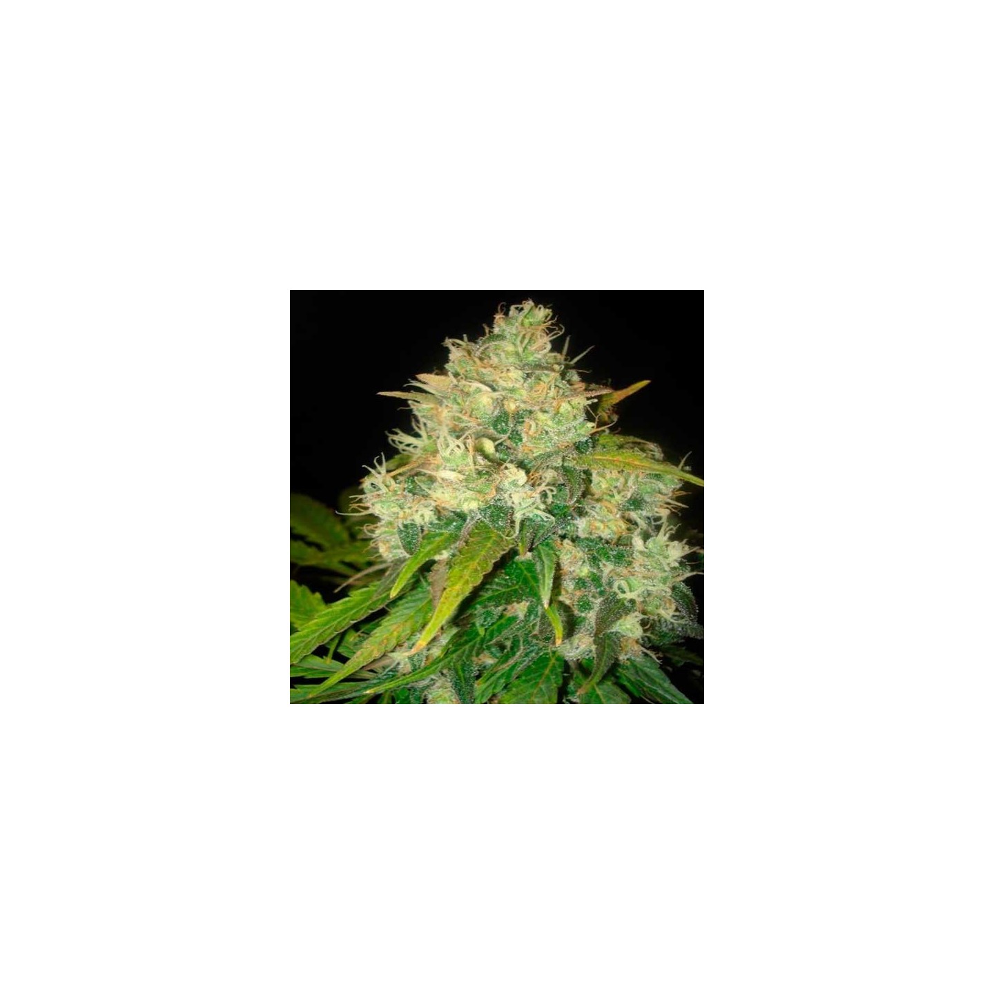 Black Russian (Indica Line) Feminizada de Delicious