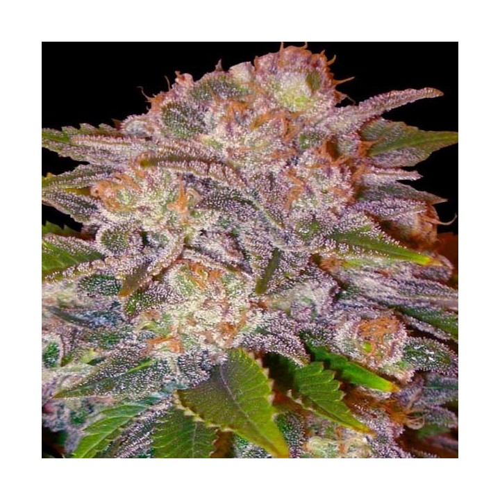 Caramelo (Sativa Line) Feminizada de Delicious