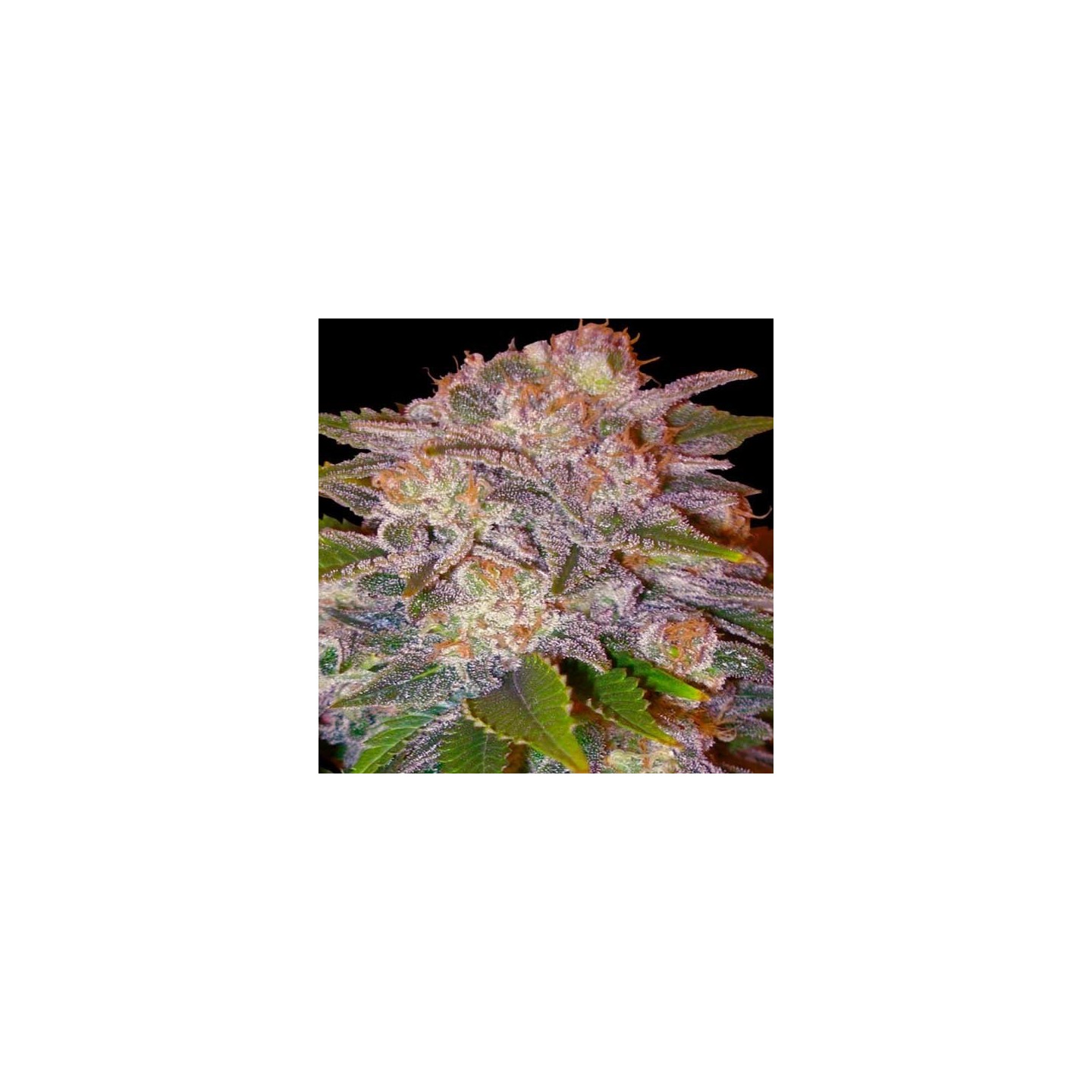 Caramelo (Sativa Line) Feminizada de Delicious